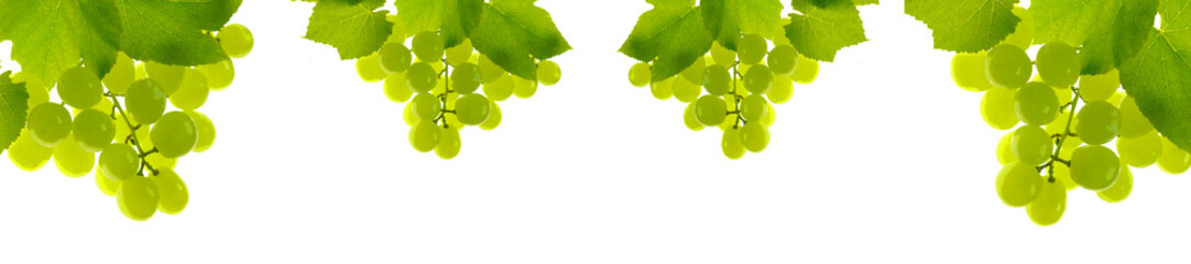 Green grapes banner. Bunches of green grapes with leaves isolated on white background with . copy space.Summer berries and fruits banner. Winemaking. Organic pure bio berries and fruits