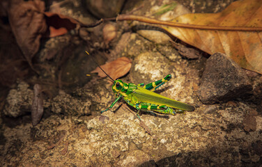 Vida Silvestre - Amazonía Peruana