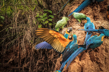 Vida Silvestre - Amazonía Peruana