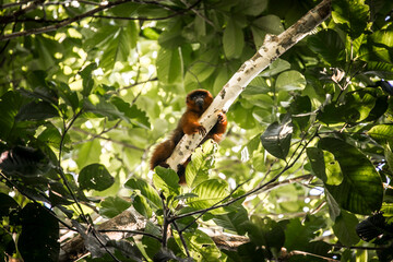 Vida Silvestre - Amazonía Peruana