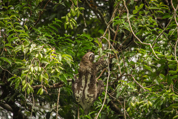 Vida Silvestre - Amazonía Peruana