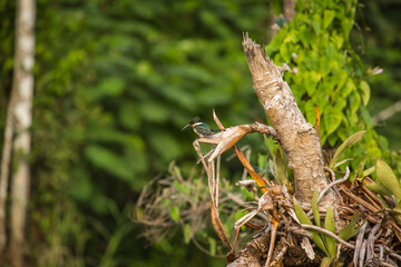 Vida Silvestre - Amazonía Peruana