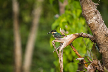 Vida Silvestre - Amazonía Peruana