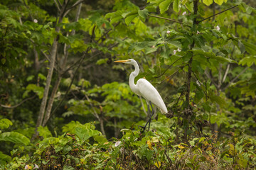Vida Silvestre - Amazonía Peruana