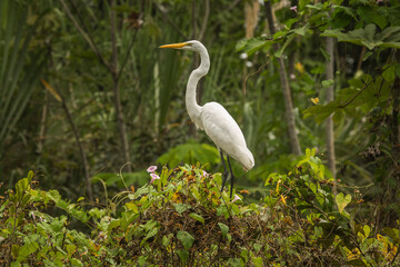 Vida Silvestre - Amazonía Peruana