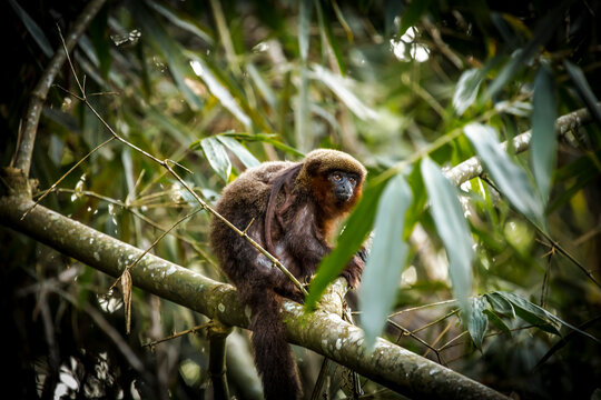 Vida Silvestre - Amazonía Peruana
