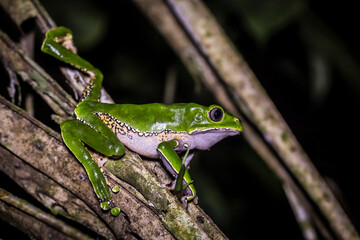 Vida Silvestre - Amazonía Peruana
