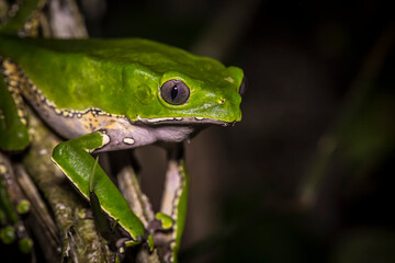 Vida Silvestre - Amazonía Peruana
