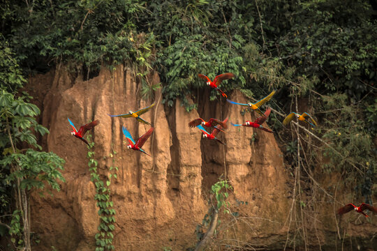 Vida Silvestre - Amazon&iacute;a Peruana