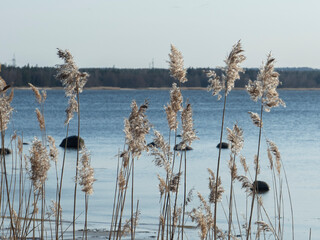 cane grass northern baltic sea coast blue cold water spring