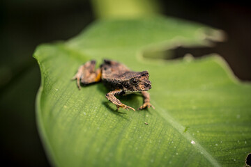 Vida Silvestre - Amazonía Peruana