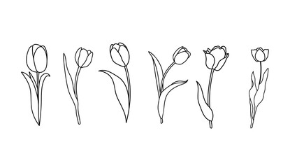 Hand drawn set of tulips.