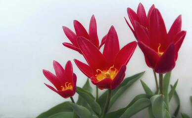 Red mini tulips on a white background. Close-up. Selective focus with copy space.
