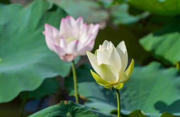 lotus flower blooming in summer pond with green leaves as background