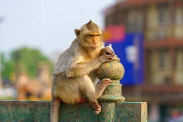 Portrait of Monkey or crab-eating macaque live at Phra Prang Sam Yod Lop Buri, Thailand - obrazy, fototapety, plakaty