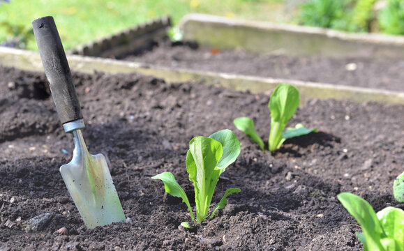 shovel planting in the soil in garden next to seedling of lettuce growing