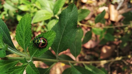 ladybug on a leaf