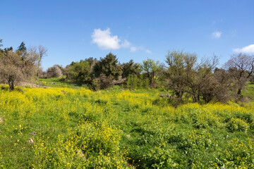 Meadow with blooming flowers and trees against the sky