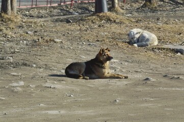 Obraz premium two dogs playing