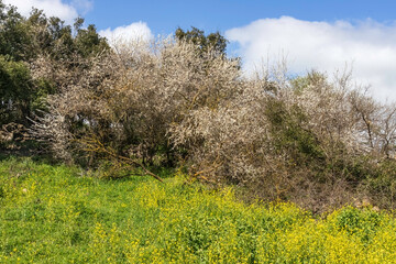 Obraz premium Meadow with blooming flowers and trees against the sky