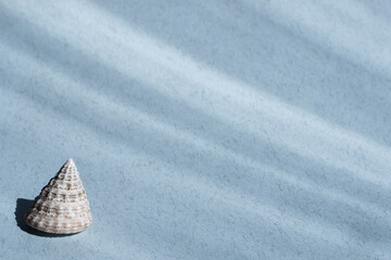 Seashells on a blue textured background in the sunlight. The concept of summer holidays.