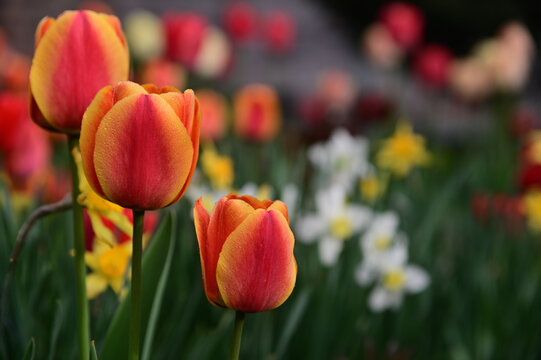 Three red tulips with blurred background