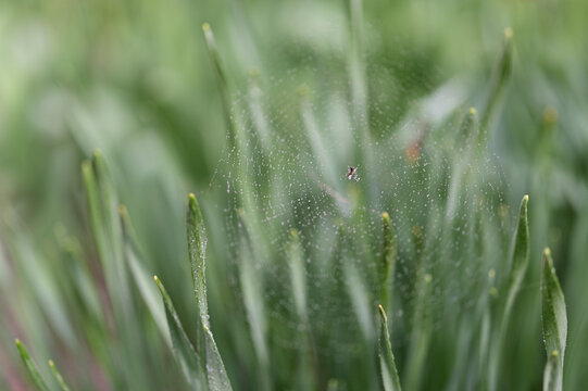 Web with water drops and spider in the center