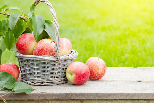 Ripe garden apple fruits in basket