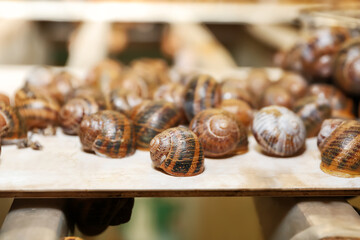 Many snails at the farm
