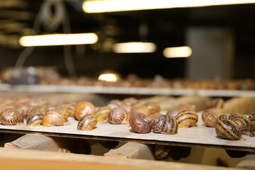 Many snails at the farm