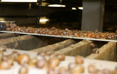 Many snails at the farm