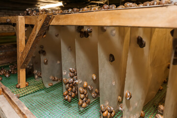 Many snails at the farm