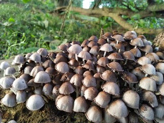 Fototapeta premium mushrooms on a tree
