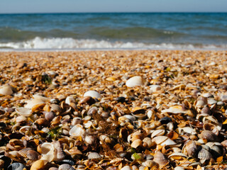 Fototapeta na wymiar Beach seashells Horizon landscape nature summer tropics