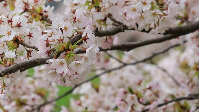 角館の桜　桧木内川　桜並木