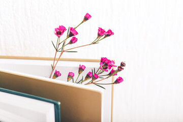 Books with fresh flowers on white background, closeup