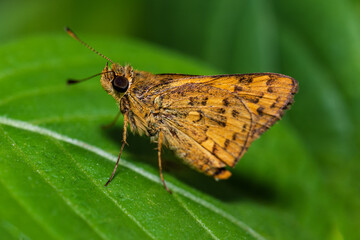 butterfly on green leafe