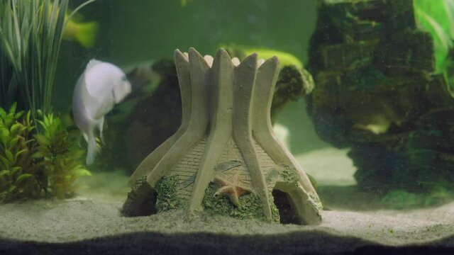 Male cobalt blue zebra cichlid digging sand out of the cave to make room inside
