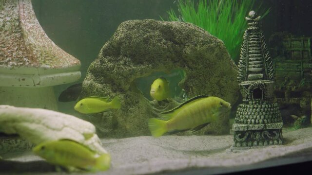 Different variety of African cichlids in a fish tank