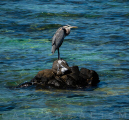 heron on rock on water 