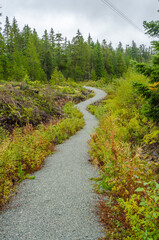 Fototapeta na wymiar Fragment of Nita Lake Trail in Whistler, Vancouver, Canada.