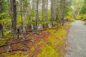 Fragment of Nita Lake Trail in Whistler, Vancouver, Canada.