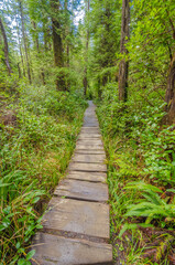 Fragment of Cape trail in Olympics park, Washington, USA