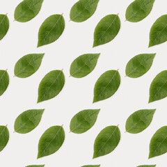 Pattern with Natural green leaves backgroun. Minimal Flat lay ecology friendly concept