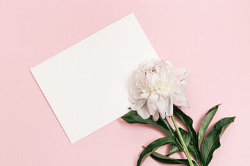 White peony flower and empty paper for text on pink. Summer blossoming delicate peony, seasonal floral design
