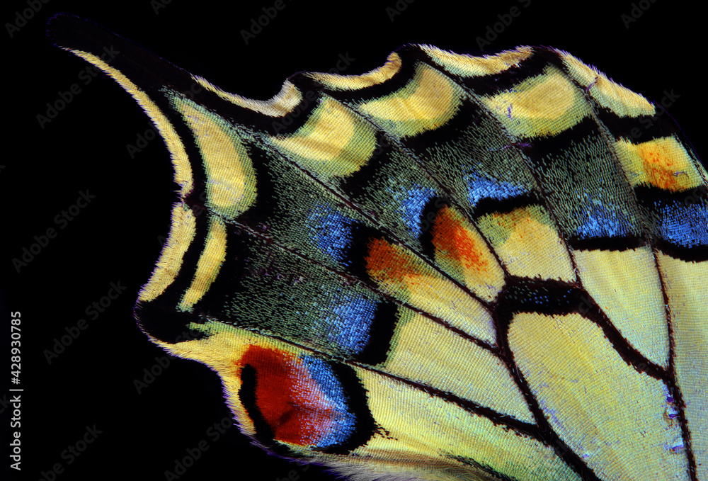 Poster Natural abstract pattern. Wings of Swallowtail butterfly. Closeup. Wings of a butterfly texture background.	