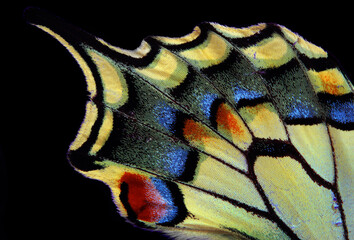 Natural abstract pattern. Wings of Swallowtail butterfly. Closeup. Wings of a butterfly texture...