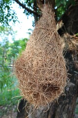 Close up bird's nest made of hay