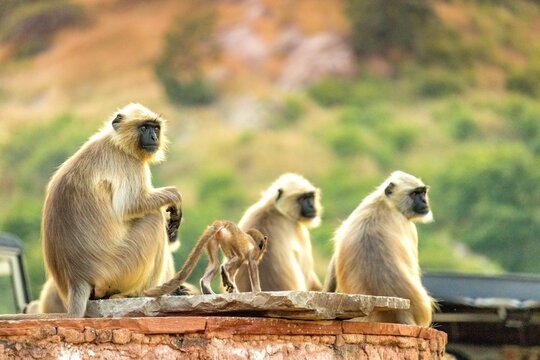 langoor family