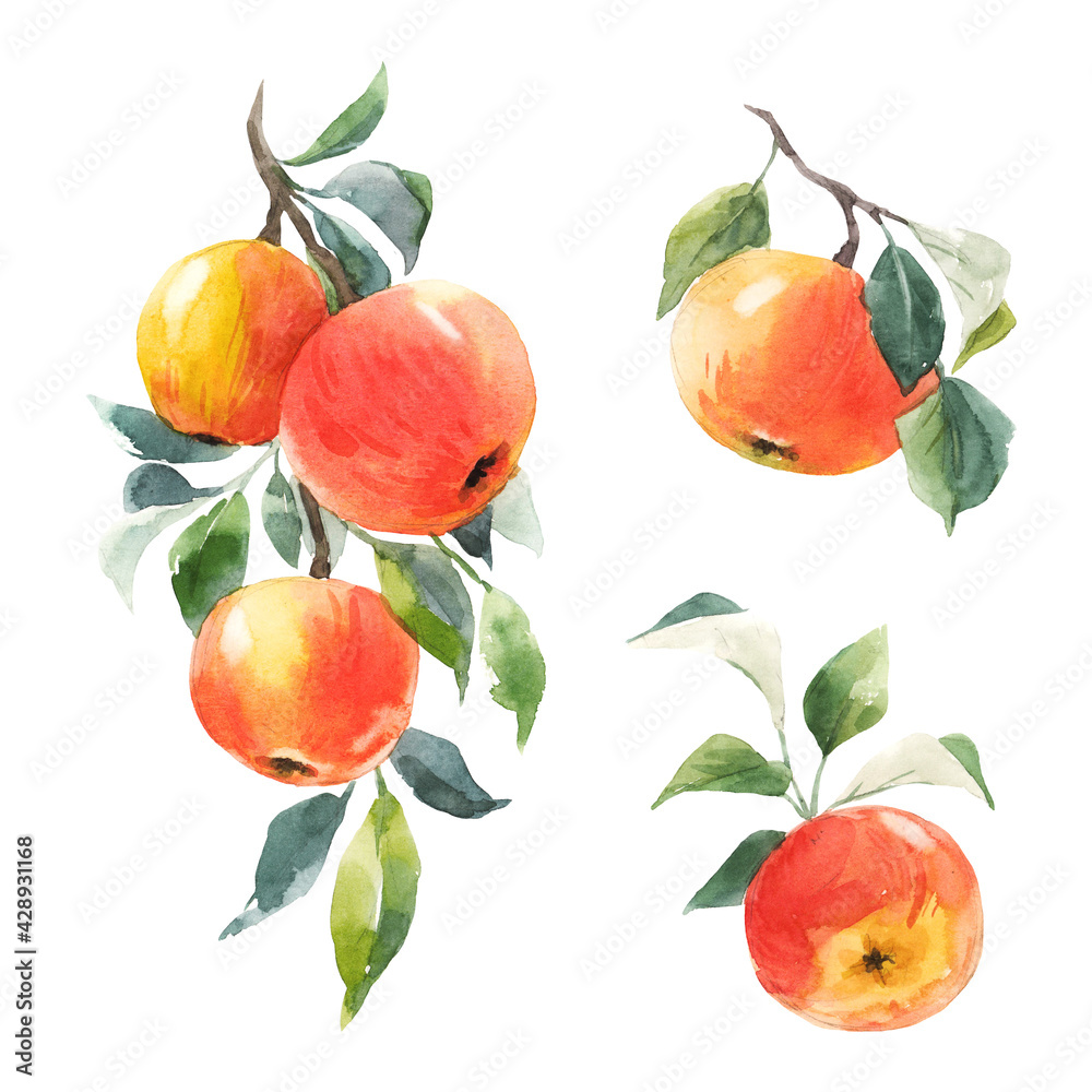 Wall mural beautiful set with hand drawn watercolor tasty summer red apple fruits. stock illustration. - Wall murals